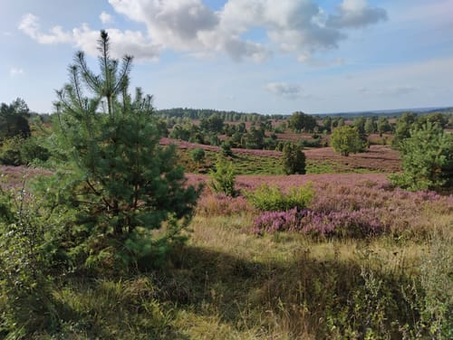 Nordic Walking 13M Undeloh