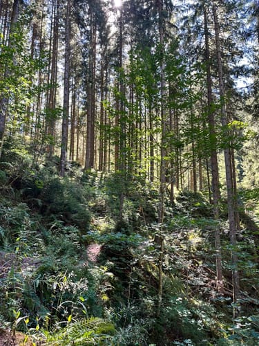 Rötenbachschlucht (Genießerpfad)