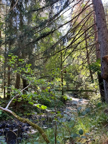 Rötenbachschlucht (Genießerpfad)