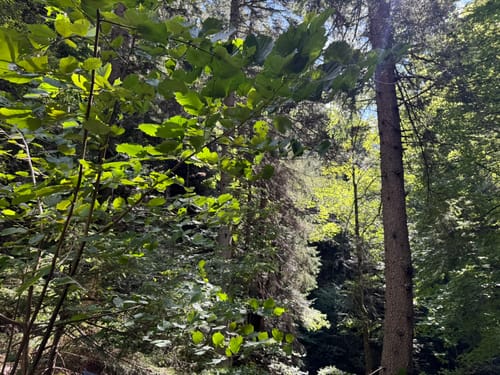 Hinterzarten und Ravennaschlucht
