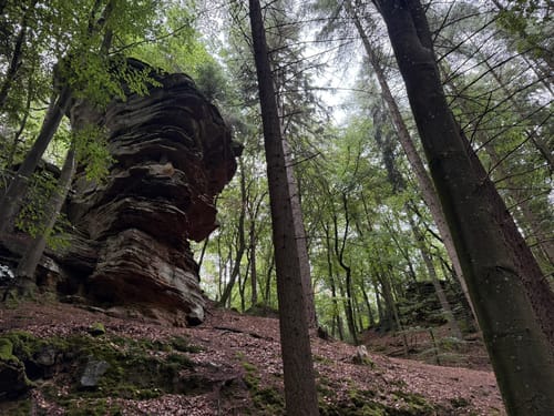 Naturpark Südeifel Wanderweg Nr. 55 - Bollendorf