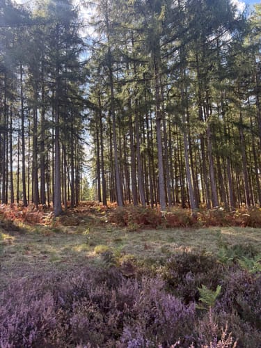 Brachter Wald Rundweg