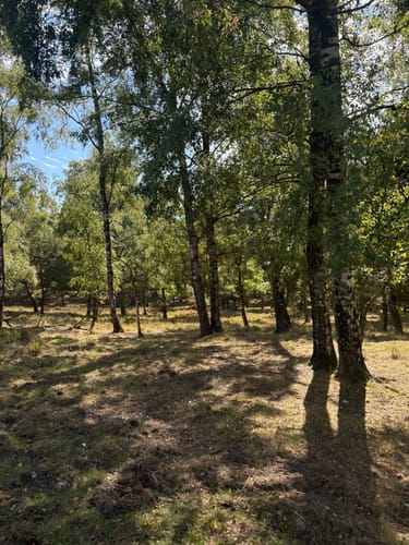 Brachter Wald Rundweg