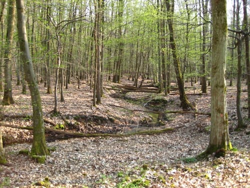 Kranichsteiner Waldweg