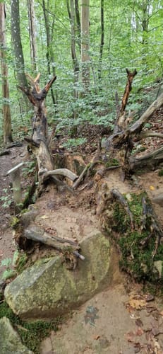 Wäller Tour Hohe Hahnscheid