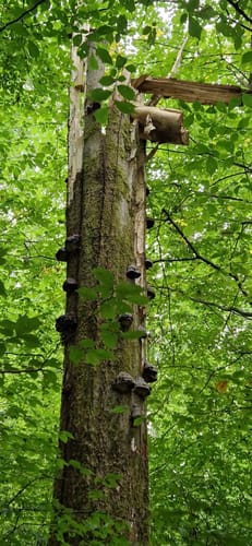 Wäller Tour Hohe Hahnscheid