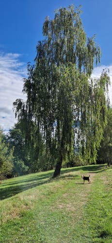 Augst (WällerTour)
