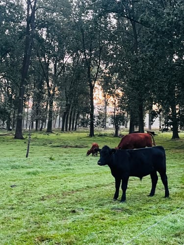 Oosterhof Blauwe Wandelroute