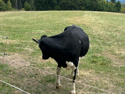 Titisee Rundweg