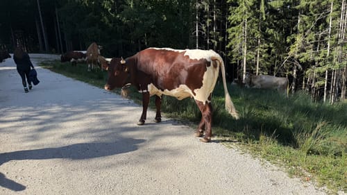 Auf den Jenner über die Wasserfallalm