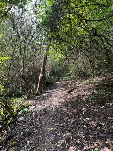 RheinBurgenWeg Etappe 9: Bad Salzig - St. Goar