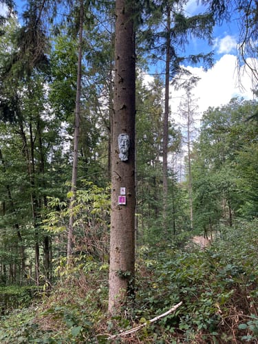 RheinBurgenWeg Etappe 9: Bad Salzig - St. Goar