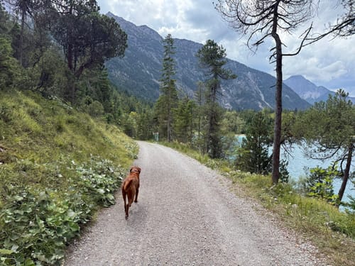 Rund um den Plansee