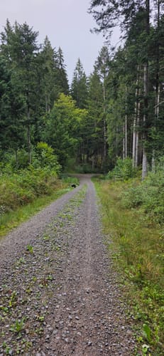 Triberger Wasserfälle