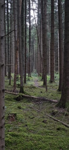 Triberger Wasserfälle