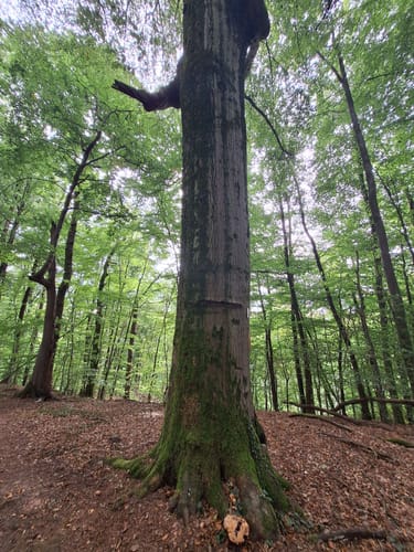 Odielienweg (Traumschleifchen)