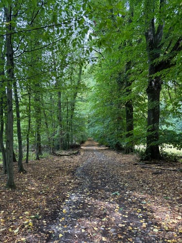 Rhöndorf - Drachenfels - Löwenburg