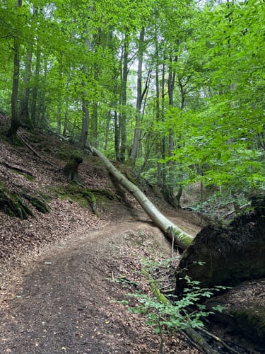 Rhöndorf - Drachenfels - Löwenburg