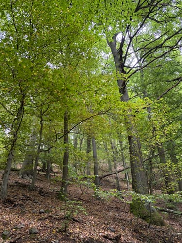 Rhöndorf - Drachenfels - Löwenburg
