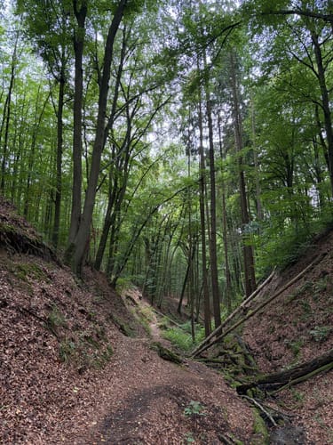 Rhöndorf - Drachenfels - Löwenburg
