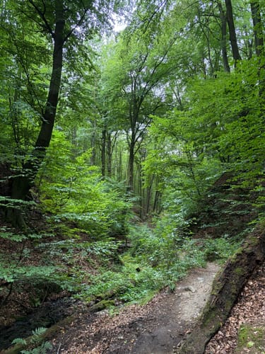 Rhöndorf - Drachenfels - Löwenburg