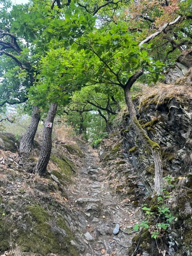 RheinBurgenWeg Etappe 9: Bad Salzig - St. Goar