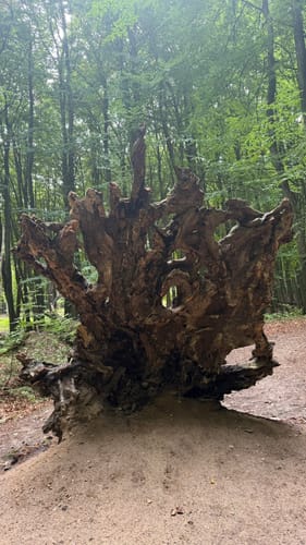 Hagen - Königsstuhl - Lohme