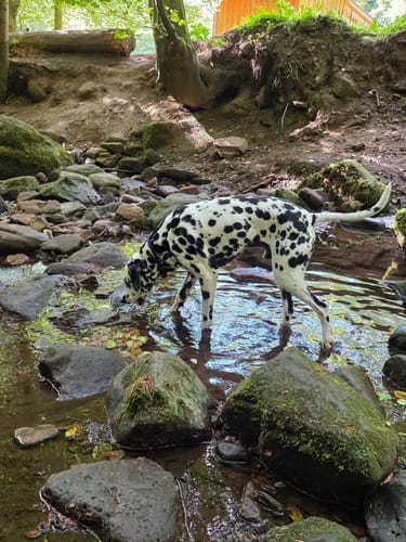 Durch das Wildromantische Monbachtal