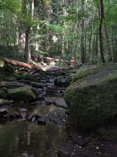 Durch das Wildromantische Monbachtal