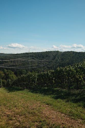 Aussichts- und Weinbergwanderung rund um Aichelberg (RW 11)