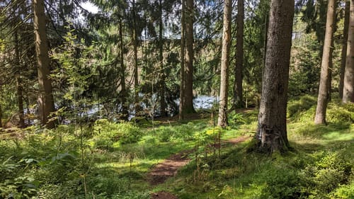 Waldweben - Einersberger See