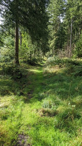 Waldweben - Einersberger See