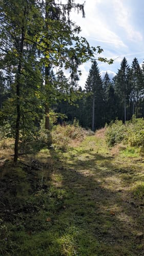 Waldweben - Einersberger See