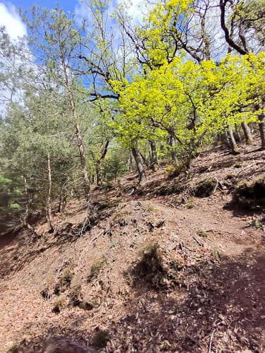 Falkensteiner Schlucht und Burg Falkenstein