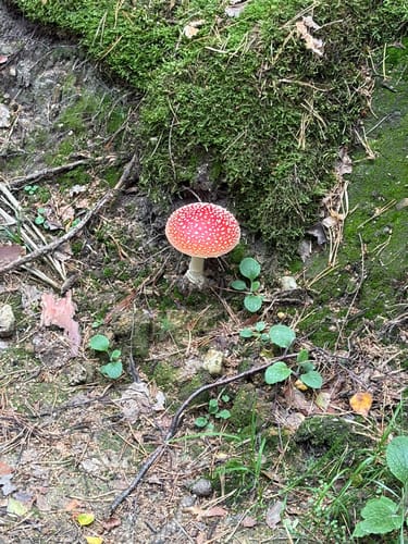 Forststeig