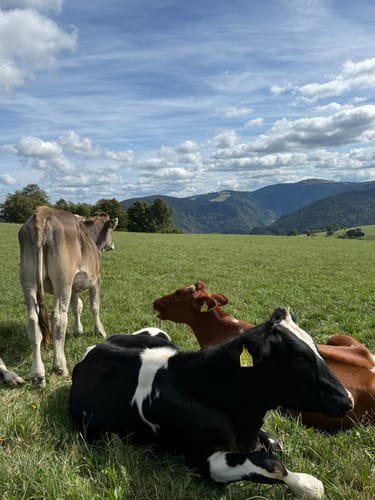 Hofsgrund und Schauinsland