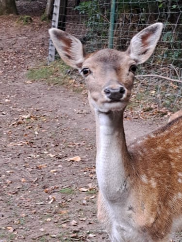 Wild- und Wanderpark Südliche Weinstraße bei Silz (Große Runde)