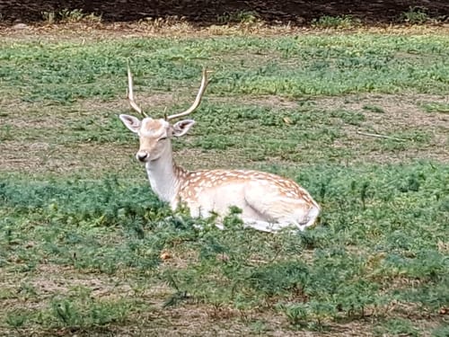 Wild- und Wanderpark Südliche Weinstraße bei Silz (Große Runde)