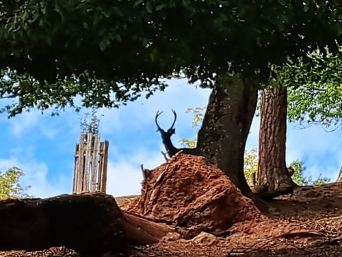 Wild- und Wanderpark Südliche Weinstraße bei Silz (Große Runde)