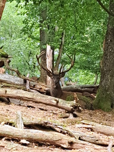 Wild- und Wanderpark Südliche Weinstraße bei Silz (Große Runde)