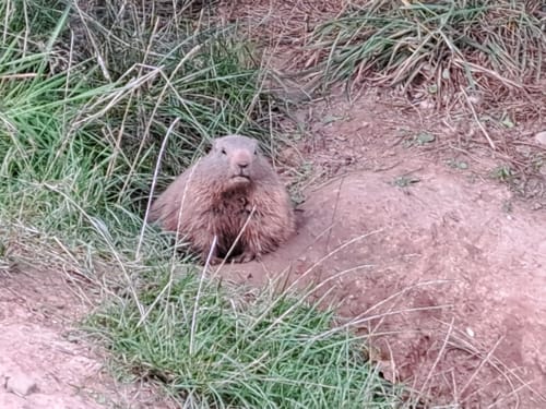 Wild- und Wanderpark Südliche Weinstraße bei Silz (Große Runde)
