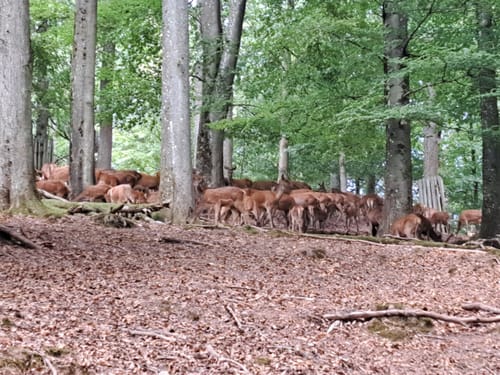 Wild- und Wanderpark Südliche Weinstraße bei Silz (Große Runde)