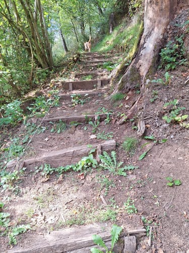 Litermont Sagenweg (Traumschleife)