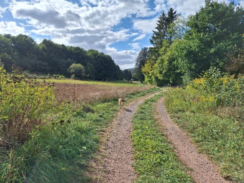 Litermont Sagenweg (Traumschleife)