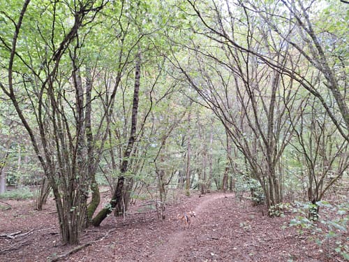 Litermont Sagenweg (Traumschleife)