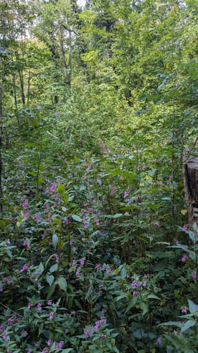 Schwingbogen-Runde (Muggendorfer Rundweg)