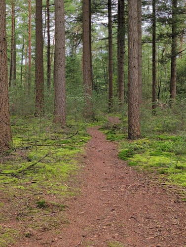 Holterberg Rondwandeling