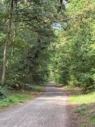 Zum Lennebergwald