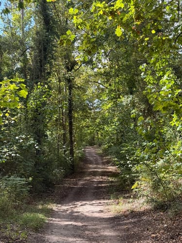 Zum Lennebergwald