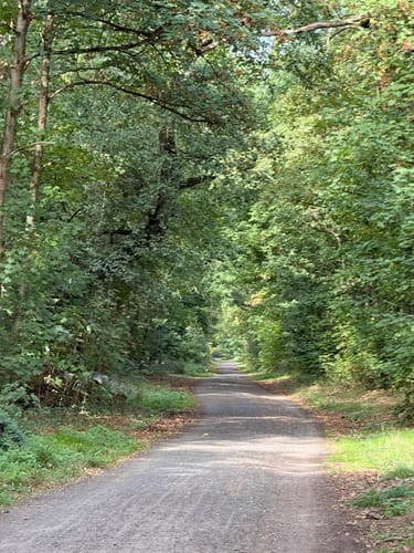 Zum Lennebergwald